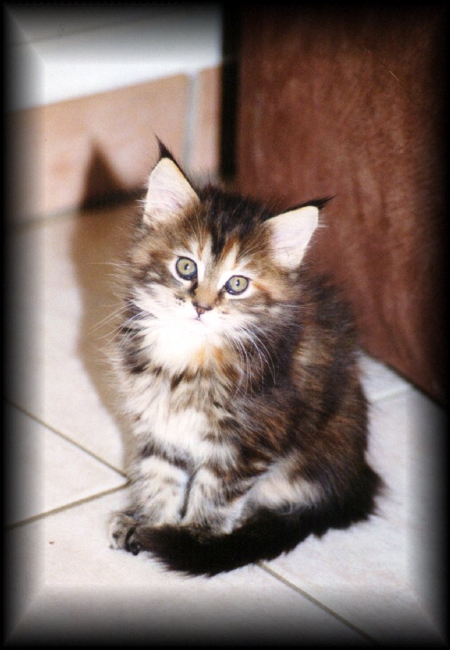 Josephine of Sixteen Oaks