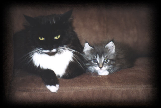 Maverick und Mama