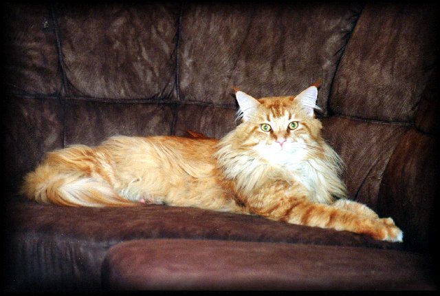 Lachtetals Orlando of Sixteenoaks